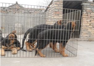 優(yōu)良品種德國牧羊犬，成都寵物誠信交易指南