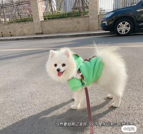 當(dāng)狗狗穿上女仆裝 萌寵時尚新體驗(yàn)